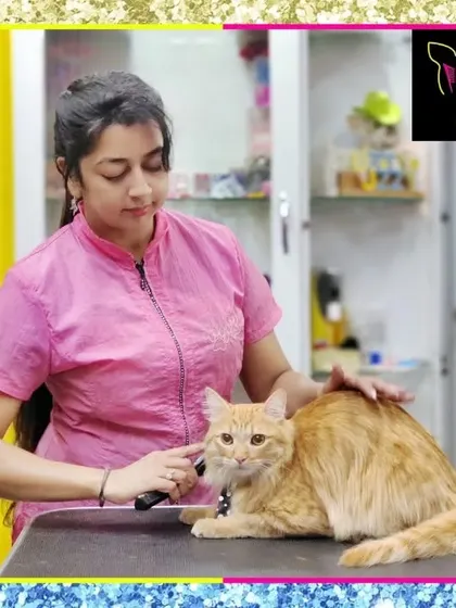 This beautiful indie cat is enjoying a gentle grooming session. I welcome cats of all breeds and backgrounds for a pampering spa day.