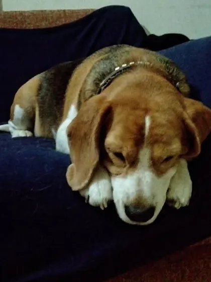 So sleepy. This Beagle has found a dark, quiet corner to doze off.