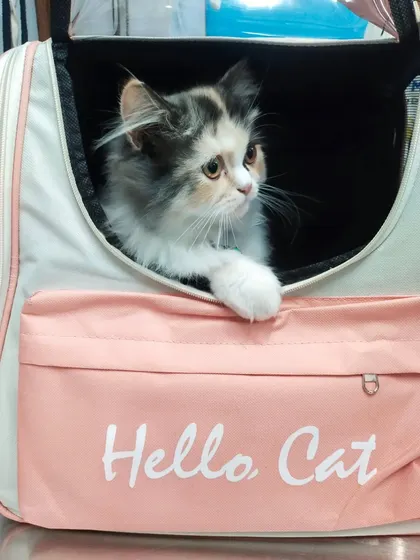 Hazzel looking alert and calm. I encourage pet owners to use carriers their pets are familiar with to reduce travel anxiety.