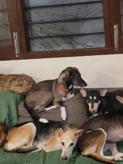 Sunday vibes at the shelter. A couch full of dogs is a common sight here. They have learned to share space and live together in harmony.