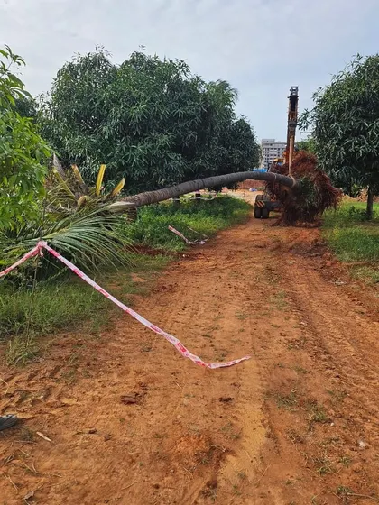 A fully uprooted coconut tree is carefully moved along a site access road. Our service includes the complete transportation of the tree from its original spot to the new planting location.