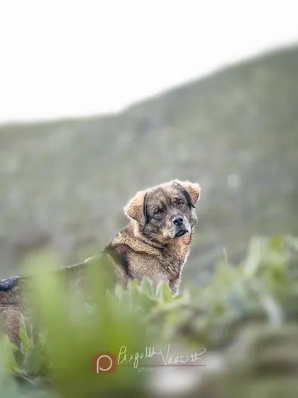 The guardian of the campsite. This dog kept a watchful eye on all of us, a silent protector in the vast wilderness.