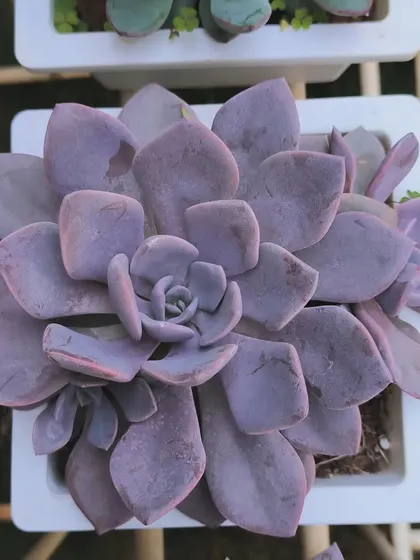 The lovely purple tones of this Graptopetalum 'Superbum'. These succulents change color depending on the amount of sunlight they receive.