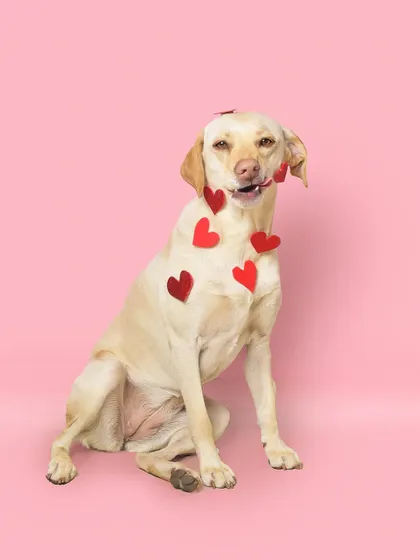 A little bit of sass for the season of love! Luna is an absolute pro at posing and nailed this adorable, funny face during her Valentine's mini-session.