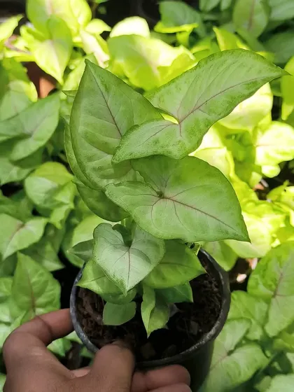 These pretty pink-veined Syngoniums are a great plant for indoor living. They are easy to care for and add a subtle touch of color.