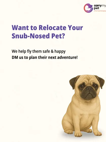 If you need to relocate your snub-nosed pet, I can help. I specialize in planning their journey safely and happily. Contact me to plan their next adventure.