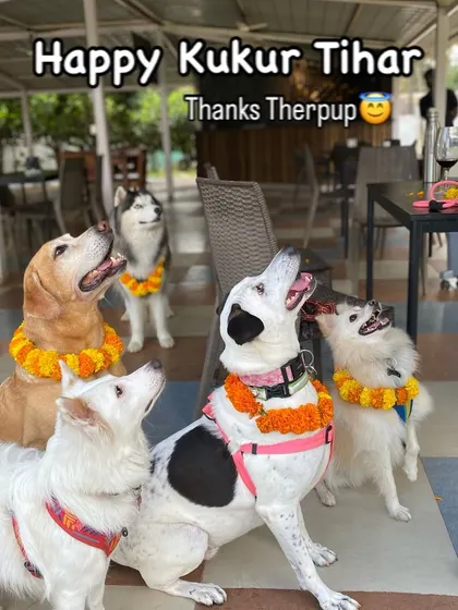 The whole gang looking up for treats during Kukur Tihar. This photo captures the hopeful and happy faces of our diverse pack.