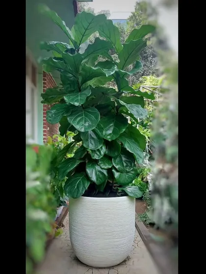 The Fiddle-leaf Fig is one of our most requested statement plants. Potted in a modern, textured white planter, its large, glossy leaves bring a touch of sophisticated nature indoors, perfect for a bright corner in a home or office lobby.