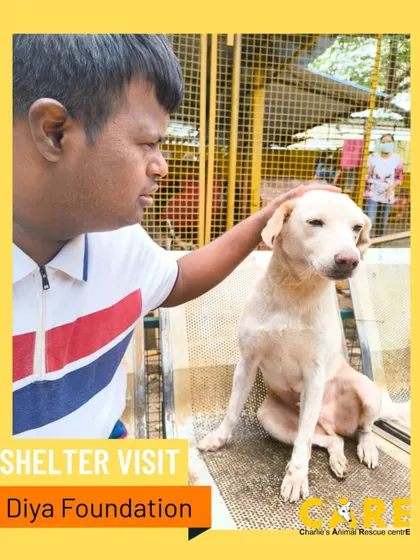 We were delighted to welcome the amazing folks from Diya Foundation to our shelter. Here, a visitor shares a gentle pat with one of our calm and friendly dogs.