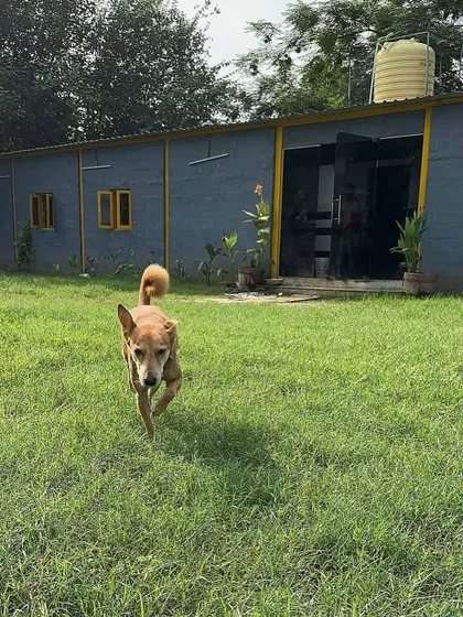 Another shot of Moby the indie exploring the grounds. The combination of open grass and natural surroundings provides crucial mental stimulation for dogs during their stay.
