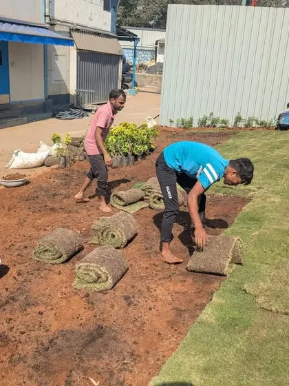 The first few rolls of grass are laid, instantly bringing life and color to the prepared ground.