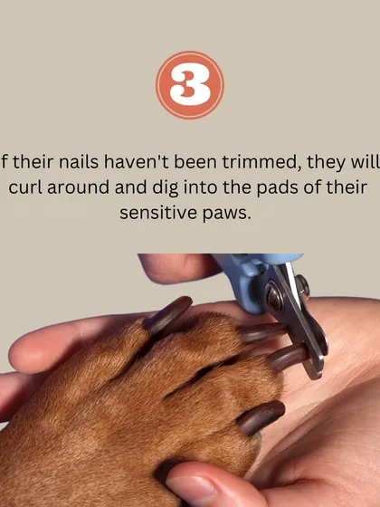 If left untrimmed, a dog's nails can curl around and dig into the sensitive pads of their paws, causing significant pain and potential infections.