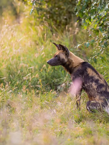 Being this close to a pack of painted dogs was an intense experience. Even in a quiet moment like this, you can feel their energy and power.