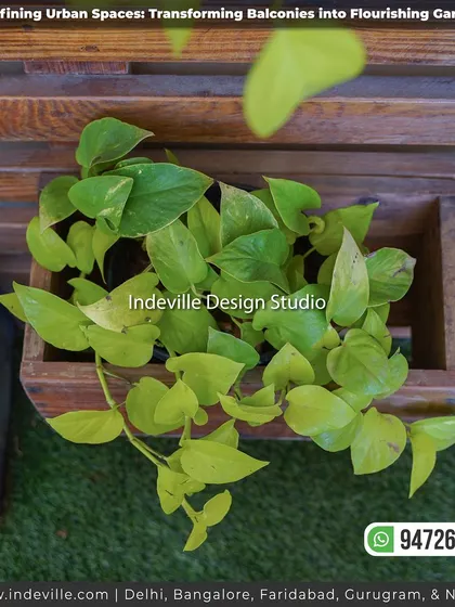 A duplicate image of the money plant in a wooden box planter, showcasing the beauty of simple greenery.