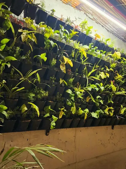 This large vertical garden installed on a white wall creates a stunning contrast and serves as a living mural, perfect for cafes, hotels, or homes.