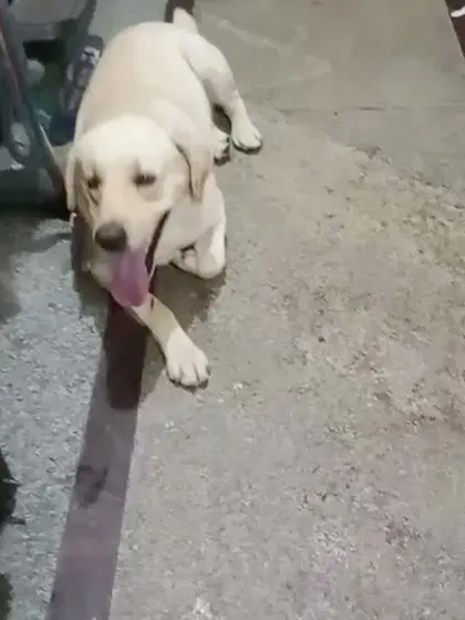 A clear shot of the lost Labrador we helped. Spreading clear photos and location details through our network is a key part of our successful lost and found efforts.