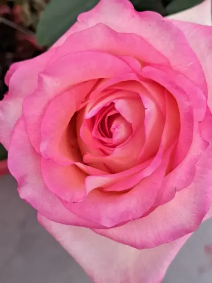 A fully opened pink and white English rose.