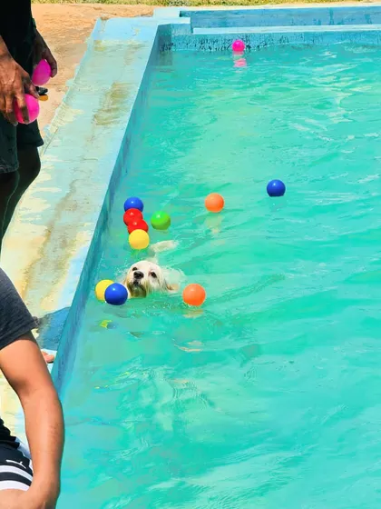 A little Maltese enjoying a swim among colorful play balls. We have plenty of toys to make pool time extra fun.
