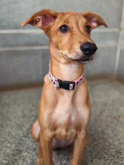 A slightly different take on the same sweet foster pup, capturing a moment of curiosity as she looks just past the camera. This candid portrait highlights her soft features and gentle nature.