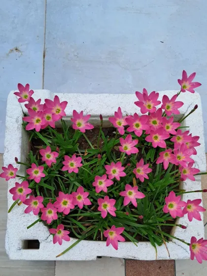 Another angle of the pink Rain Lilies.