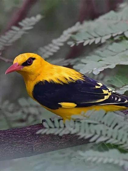The glorious Golden Oriole, a bird I called "Mango-bird" in my childhood. Its dazzling yellow and black plumage is a flash of brilliance against the green foliage. This one visited the trees right outside my window in Mumbai.