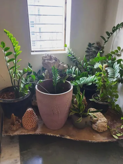 The beginning stages of a corner makeover. Here, I am arranging the base layout with a beautiful piece of driftwood and placing the first set of low-light tolerant ZZ plants before filling in the arrangement.