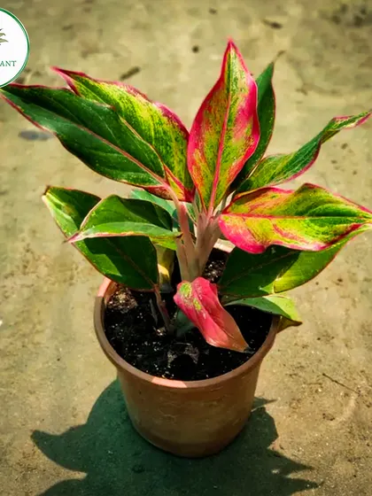 This Aglaonema variety showcases a beautiful mix of red, pink, and green on its leaves. It's a colorful and hardy plant that brings a tropical feel indoors and is known for being an effective air-purifying plant.