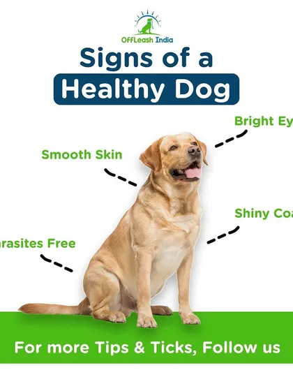 How can you tell if your dog is healthy? This simple guide shows you what to look for: bright eyes, a shiny coat, and smooth skin. These are the outward signs of good health and proper care.