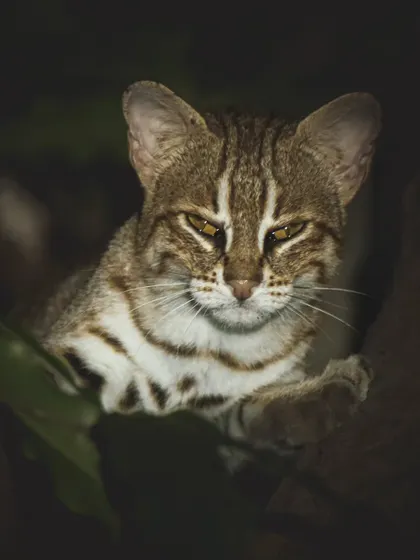 A portrait of a Rusty-spotted cat, highlighting the features of this elusive wild cat that shares our city.