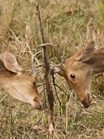 Two young deer gently spar, practicing for the more serious battles they will face as adults. These playful skirmishes are an important part of their development, teaching them the skills needed for survival.
