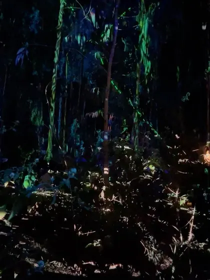 A duplicate of the Echoes of Earth forest shot.