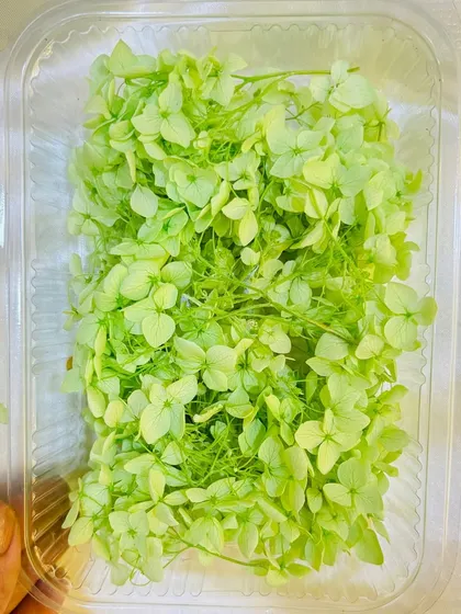 Our lime green dried hydrangea flowers are perfect for adding a pop of bright, cheerful color. Use them in coasters, jewelry, or any other floral-themed resin creation.