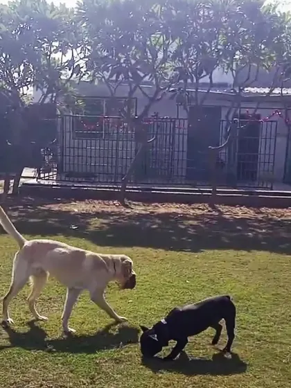 Friends who play together, stay together. A Labrador and a French Bulldog sniffing around and getting ready for their next game on the lawn.