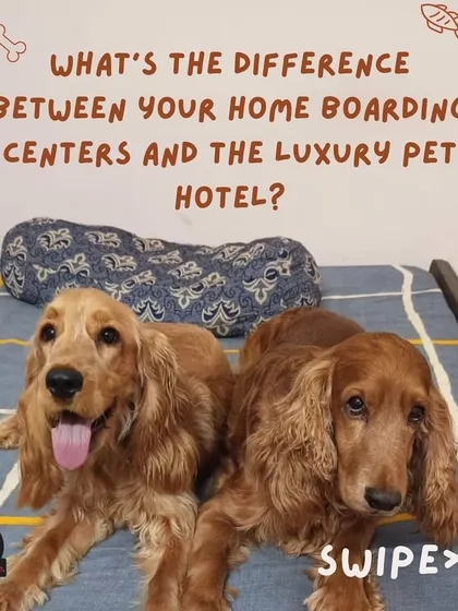 What's the difference between our home boarding and the luxury pet hotel? It comes down to environment and amenities, offering you choices to best suit your pet.
