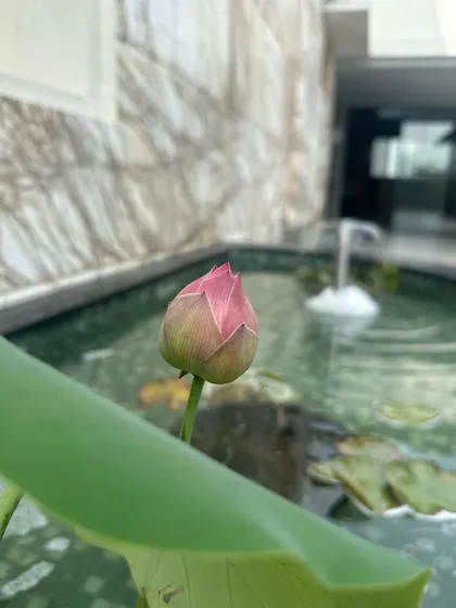 A lotus bud emerges from a pond within one of our courtyard designs. These small, natural details are essential to creating spaces that feel alive and connected to nature.