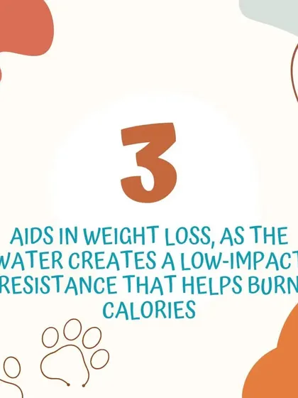 Benefit 3: Aids in Weight Loss. Swimming is a highly effective way to burn calories. The low-impact nature of the exercise makes it a safe and efficient option for overweight dogs to shed pounds.