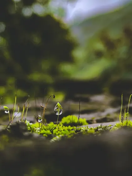 People think you need the most expensive gear for a great shot. I took this macro photo of a dewdrop on moss with my phone. It proves that the real tool is your eye and your patience.