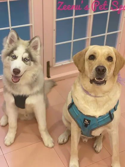 A beautiful Husky and Labrador duo, both looking fresh and happy after their joint spa day. I love grooming best friends together!