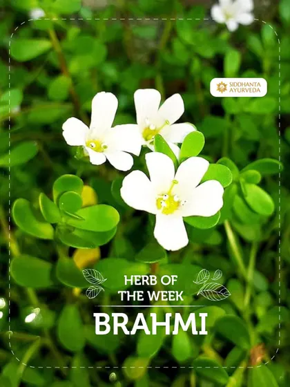 Here we feature Brahmi, known as the brain tonic of Ayurveda. I recommend this herb to enhance memory and concentration, reduce stress and anxiety, and support restful sleep.