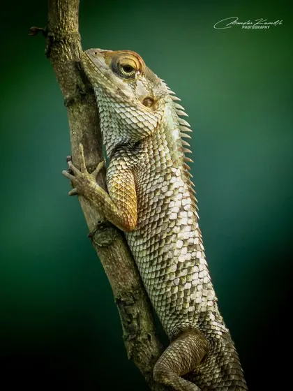 A detailed close-up of an Oriental Garden Lizard clinging to a branch. The texture of its scales and its calm, watchful eye are the focus of this reptilian portrait.