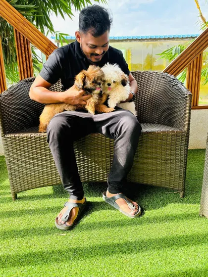A lap full of fluff and happiness. This guest is enjoying some quality cuddle time with two adorable Shih Tzu puppies.