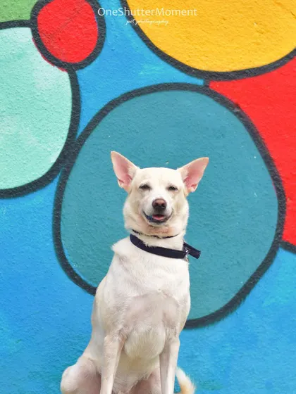 A happy smile from Zeus! Even though he was a little camera-shy, we managed to capture his sweet personality during this fun outdoor urban shoot.