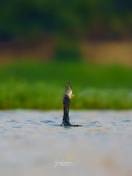 A Little Cormorant emerges from the water, only its head and a freshly caught fish visible. The minimalist composition focuses all attention on the successful hunt.
