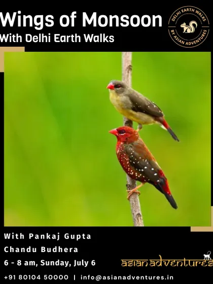 A pair of Red Avadavats, showcasing the striking difference between the male and female. Our "Wings of Monsoon" walk at Chandu Budhera is perfect for seeing these birds in their vibrant breeding colors.
