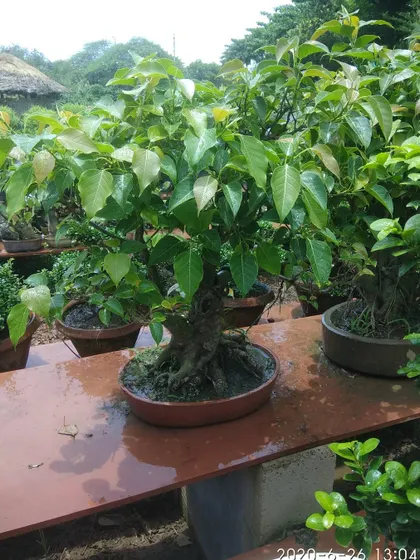 A beautiful, healthy Ficus bonsai tree. I can source and supply a variety of natural plants, including specialized ones like bonsai, for your garden or terrace.