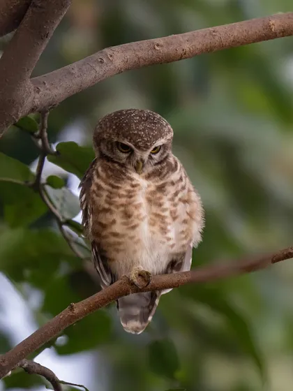 The same spotted owlet, this time with an angry or sleepy expression. Like humans, animals have a wide range of expressions that tell us about their mood.
