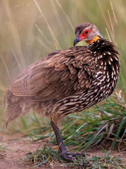 The Yellow-necked Spurfowl, also known as the Yellow-necked Francolin, preens its feathers. This ground-dwelling bird is found in the grasslands and savannas of East Africa.