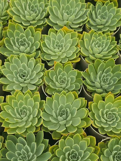 A tray full of Echeveria succulents, ready to be potted. Their rosette shape and fleshy leaves make them a favorite for desks, windowsills, and low-maintenance arrangements.