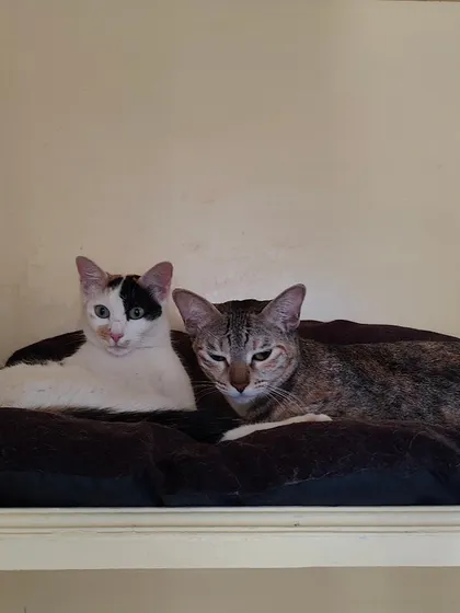 The inseparable sisters, Siri and Kittu, cuddling together. It is so heartwarming to see them so bonded.