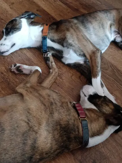 Coffee and Jager taking a nap together. It's important for bonded pairs to have their companion close, and I ensure their relationship is supported while you're away.